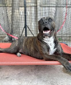 Coolaroo The Original Cooling Elevated Dog Bed, Indoor and Outdoor, Large, Terracotta 51.0"L x 31.5"W x 8.0"Th 30 81qbfjjs6ZL