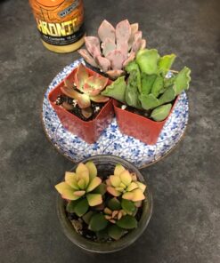 Shop Succulents Unique Succulent Plant Pack Collection - Live Mini Succulent Plants, Low Maintenance, Exceptional Colors & Textures - Wedding and Party Favors, Gift & Garden, Pack of 4 4-Pack Succulent Packs 38 81qfHx335jL