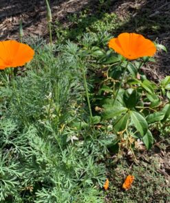 Orange California Poppy Seeds, Bulk Pack of 8 Oz, 150,000+ Seeds by Seeds2Go 18 81qgyHdRKJL