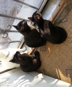 Purina Friskies Pate - (2 Packs of 12) 5.5 oz. Cans 5.50 Ounce (Pack of 24) Pate Variety Pack 44 81qj2YJqFQL