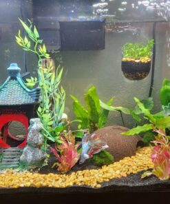 SunGrow Coconut Aquarium Shrimp Cave, Small Fish Tank Aquarium Decorations Accessories, Comfortable Shelter and Breeding Area for Crustaceans, Fish Hideout Aquarium Décor for Spawning 20 81qlmGGGjzL