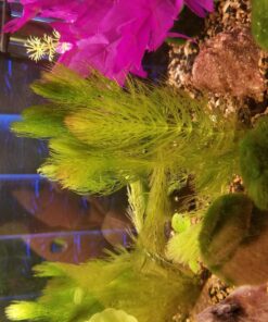 Microsorum Java Fern and Hornwort | Easy Low Light Aquarium Plants 41 81qsLzVeEIL