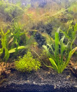 Seachem Flourish Tabs Growth Supplement - Aquatic Plant Stimulant 10 ct 24 81qu0YcvSGL