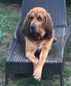 PURINA Busy Made in USA Facilities Small/Medium Dog Bones, Original - 10 ct. Pouch 10 Count (Pack of 1) 31 81qxRFYsosL