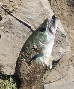 KastKing Fluorokote 100% Fluorocarbon Fishing Line, Fluorocarbon Leader, Extreme Clarity, Fast Sinking, Shock Resistant, High Abrasion Resistance, Available in 150 and 300 YD Spools 15LB(6.8KG) 0.33mm-300Yard 28 81r4qCPk3mL