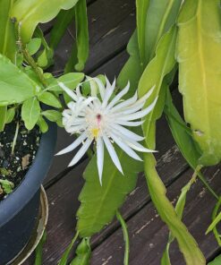 Scotts Super Bloom Water Soluble Plant Food, 2 lb - NPK 12-55-6 - Fertilizer for Outdoor Flowers, Fruiting Plants, Containers and Bed Areas - Feeds Plants Instantly 52 81r5S0fxxTL