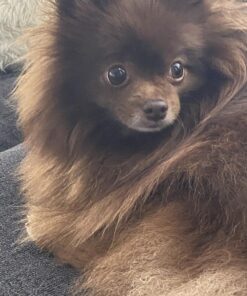 Activate II Flea and Tick Prevention for Dogs | 4 Count | Small Dogs 4-10 lbs | Topical Drops | 4 Months Flea Treatment 32 81rBuE B87L