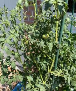 General Hydroponics MaxiGro Plant Food For Vigorous Growth, 2.2 lb 45 81rG4 akaEL