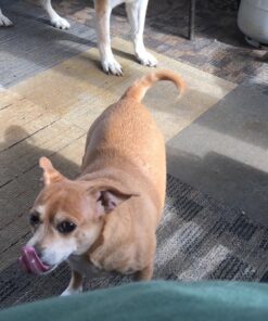 Pet Honesty Dog Allergy Relief Immunity - Dog Allergy Chews, Probiotics for Dogs, Seasonal Allergies, Skin and Coat Supplement, Allergy Itch Relief for Dogs (Salmon) Salmon Single 47 81rGTQrBebL