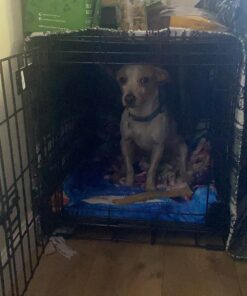 MidWest Homes for Pets Small Dog Crate, Life Stages 24' Double Door Folding Metal Dog Crate | Divider Panel, Floor Protecting Feet, Leak-Proof Dog Pan| 24L x 18W x 19H Inches, Small Dog Breed 24.0"L x 18.0"W x 19.0"H Lifestages; Double Door 28 81rGXlqyuzL