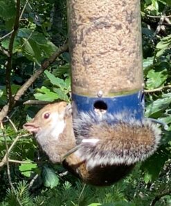 Droll Yankees 21964205201 787461785928 Squirrel Proof Bird Feeder, Yankee Whipper, 28-Inch, 4 P, Evening Blue 31 81rGc91ykCL