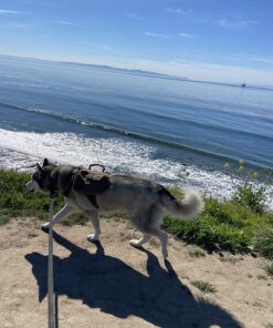 OneTigris Dog Pack Hound Travel Camping Hiking Backpack Saddle Bag Rucksack for Medium & Large Dog (Brown, Large) 11.4"L x 8.7"W x 2.4"H Brown 49 81rJojo48TL