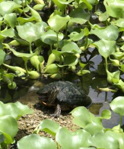 Panasonic LUMIX G85MK 4K Mirrorless Interchangeable Lens Camera Kit, 12-60mm Lens, Lexar U3 64GB Memory Card, 2 Spare Batteries, Charger, Bag and Accessory Bundle 45 81rQNqx5ynL