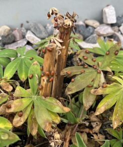 1500 Live Ladybugs - Good Bugs - Ladybugs - Guaranteed Live Delivery! 31 81rTNEFZpL