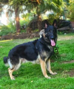 Leashboss Short Dog Leash for Dog Training | Padded Traffic Handle Short Leash for Dog Training, Total Comfort when Dog Walking | Traffic Leash for Dogs Large, Medium, Small | Short Nylon Dog Lead 12 Inch Black 49 81rUC5DuARL