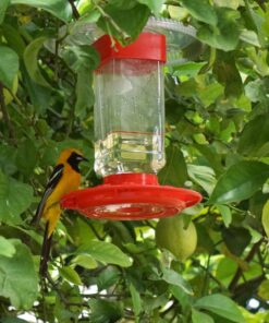 First Nature 3055 32-ounce Hummingbird Feeder 37 81rbe9va15L