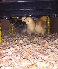 Premier Chick Heating Plate Kit - Includes Cover and Warms Up to 20 Chicks - 12" W x 12" L 37 81re jyncOL