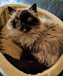 K&H Pet Products Thermo-Kitty Heated Cat Bed Small 16 Inches Sage/Tan 16.0"L x 16.0"W x 6.0"Th Retail Package 36 81reyggzsL