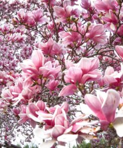 Nikon AF DX NIKKOR 10.5mm f/2.8G ED Fixed Zoom Fisheye Lens with Auto Focus for Nikon DSLR Cameras 31 81rj 0ffWkL