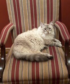 Natural Balance Fat Cats Low-Calorie Dry Cat Food for Overweight Adult Cats, Chicken Meal, Salmon Meal, Garbanzo Beans, Peas & Oat Groats Recipe, 6 Pound (Pack of 1) Chicken Meal, Salmon Meal, Beans, Peas, Oats 6.00 Pound (Pack of 1) 24 81rmS6seekL