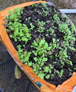 Organic Lettuce Seeds, APPR. 1,100, Lettuce Blend, Heirloom Vegetable Seeds, Certified Organic, Non GMO, Non Hybrid, USA 33 81rqr2FE3oL