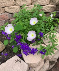 Monarch Butterfly Rescue Wildflower Seed Packet Bulk Open-Pollinated Wildflower, No Fillers, Annuals, Perennials and Milkweed Seeds for Monarch Butterfly1oz 57 81s3C26XOcL