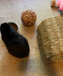 Oxbow Animal Health Timothy Hay Tunnel 27 81s48aC6okL