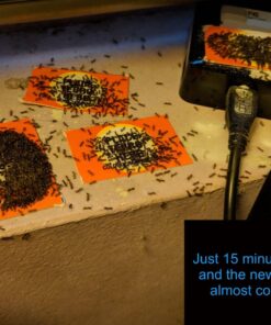 TERRO Liquid Ant Killer ll T200, 2 oz 51 81s5F3NESL