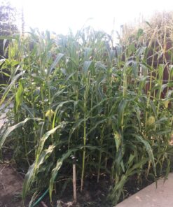 Seed Needs, 230+ Peaches & Cream Sweet Corn Seeds (Zea mays) Untreated and Non-GMO Bulk 35 81s9kF5eB9L