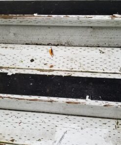 EdenProducts Heavy Duty Anti Slip Grip Tape (4inx33ft) - High Traction Anti Slip Tape, Waterproof Outdoor Grip Tape for Stairs, for Skateboards, Bat, Pool, Floor - Non Skid Tape Outside Step Treads 4" x 33 Feet 1 37 81sH4rYQQ2L