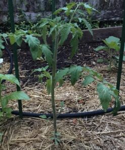 EZ-Straw Just Straw Clean Processed Straw – Multi Purpose - Small Bale (1 Cubic Foot) 1-(Pack) 21 81sHWD1H8wL