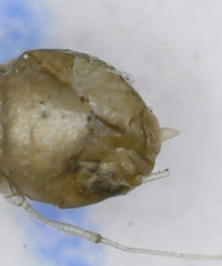 Jiusion Original 40-1000X USB Microscope with Portable Carrying Case, Digital Magnification Endoscope Camera 8 LEDs Metal Base for Micro USB USB-C Android, Windows Mac Linux Chrome 61 81sIfhYLynL