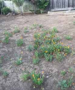 Orange California Poppy Seeds, Bulk Pack of 8 Oz, 150,000+ Seeds by Seeds2Go 24 81sJflSKnQL