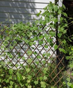 Cucumber Gherkin Mexican Sour FBA-3174 (Green) 25 Non-GMO, Heirloom Seeds 21 81sMXtDG1fL