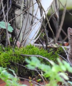 Nikon COOLPIX P900 Digital Camera (Black) 111 81sO5J6a5dL