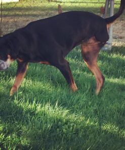 PetSilver Wound & Skin Spray with Chelated Silver, Allergy Relief for Dogs Itching, Hot Spot Treatment for Dogs, Cat and Dog Wound Care, All Natural Skin Soother for Dogs, Made in USA, 8 fl oz 8 oz 15 81sPARGLX8L