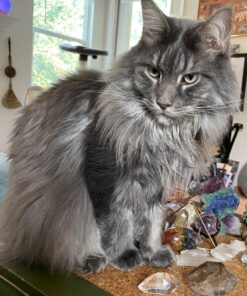 SHEBA PERFECT PORTIONS Paté Adult Wet Cat Food Trays (24 Count, 48 Servings), Savory Chicken and Roasted Turkey Entrée, Easy Peel Twin-Pack Trays 1.32 Ounce (Pack of 24) 31 81sPDTIpj2L