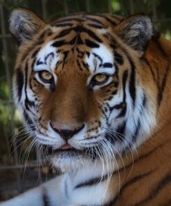 Nikon D4 16.2 MP CMOS FX Digital SLR with Full 1080p HD Video (Body Only) (OLD MODEL) 32 81sUULVPISL