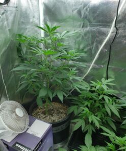 Humboldts Secret Set of A & B Liquid Hydroponics Fertilizer - World's Best Nutrient System – Hydroponic Nutrients for Outdoor, Indoor Plants – Supports Vegetative and Flowering Stages of Plants 32 Ounce 37 81sUz 4blL