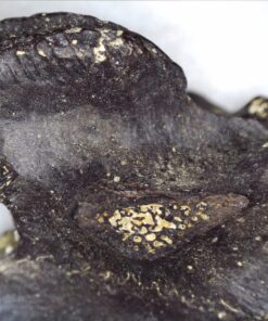 Celestron - 5 MP Digital Microscope Pro - Handheld USB Microscope Compatible with Windows PC and Mac - 20x-200x Magnification - Perfect for Stamp Collecting, Coin Collecting Handheld Digital Microscope Pro 95 81sYDUymbAL