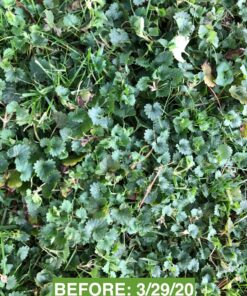 Scotts Turf Builder Weed & Feed3, Weed Killer Plus Lawn Fertilizer, Controls Dandelion and Clover, 5,000 sq. ft., 14.29 lbs. 5,000 sq. ft. Weed and Feed 53 81saEfErPrL