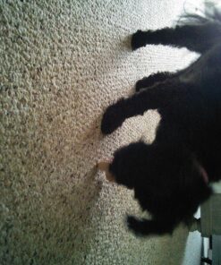 SmartBones Mini Dog Chews, Rawhide Free Chews For Dogs, Made With Real Chicken and Vegetables, 24 Count Mini Chews 28 81scvoqTkSL