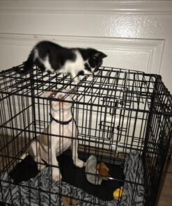 Paws & Pals Dog Crate, 24" Pet Cage, Wire Metal Kennel, with Tray, Foldable & Portable, Durable Steel Wire, Easy Setup, Ideal for Puppies & Kittens, Black 24.0"L x 16.0"W x 20.0"H 41 81se8iNI0zL