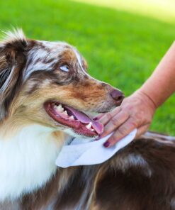 earthbath, Hypo-Allergenic Grooming Wipes – Fragrance Free Dog Wipes for Paws and Butt, Pet Wipes for Dogs with Sensitive Skin, Made in USA, Cruelty-Free Dog Cleaning Wipes – 100 Count (1 Pack) 17 81shJCf2aTL