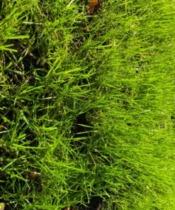 Scotts Turf Builder WinterGuard Fall Lawn Fertilizer for All Grass Types, 5,000 sq. ft., 12.5 lbs. 5,000 sq. ft. 44 81siUUitMKL