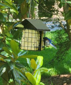 Wildlife Sciences High Energy Suet Cake 10 Pack 26 81sirxuaw3L