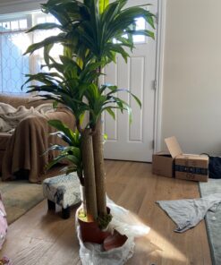 Nearly Natural - 6584 62in. Corn Stalk Dracaena Silk Plant (Real Touch), 24" x 28" x 62", Green artificial plant 54 81sjs1fJdPL