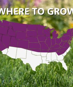 Jonathan Green (10970) Black Beauty Heavy Traffic Grass Seed - Cool Season Lawn Seed (3 lb) 3 lb 18 81snXoMI25L