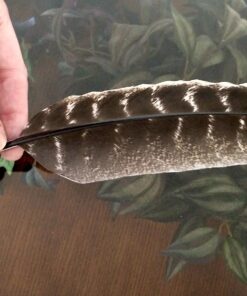 Smudge Kit - White Sage, Palo Santo, Abalone Shell, Smudging Feather for Healing, Purifying, Meditating & Incense (Essentials Plus) 36 81soG zfcaL