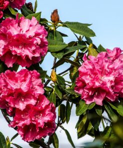 Nikon AF-S DX NIKKOR 55-300mm f/4.5-5.6G ED Vibration Reduction Zoom Lens with Auto Focus for Nikon DSLR Cameras Lens Only 31 81sprVB3fhL